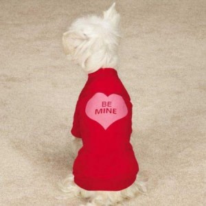 dog valentines day outfit